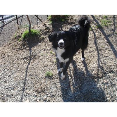 Comune di  Casali del Manco - Cane - Microchip 380260010279966