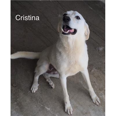 Comune di  SANTO STEFANO DI ROGLIANO - Cane - Microchip 380260043142585