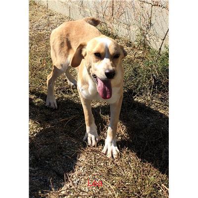 Comune di  CERISANO - Cane - Microchip 380260042597115