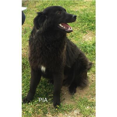 Comune di  BIANCHI - Cane - Microchip 380260004111967