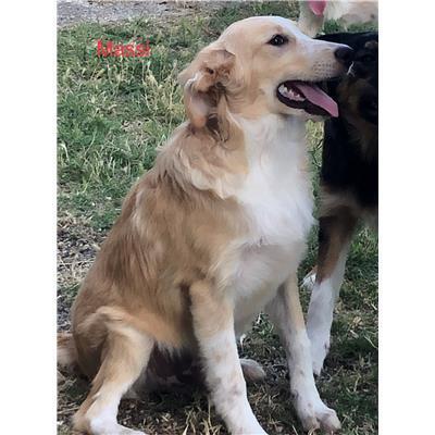 Comune di  Casali del Manco - Cane - Microchip 380260004114630