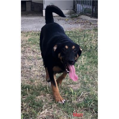 Comune di  Casali del Manco - Cane - Microchip 380260004114637