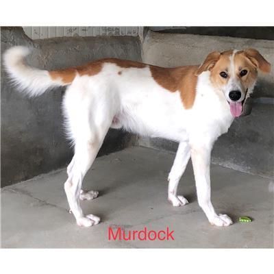 Comune di  Casali del Manco - Cane - Microchip 380260044282196