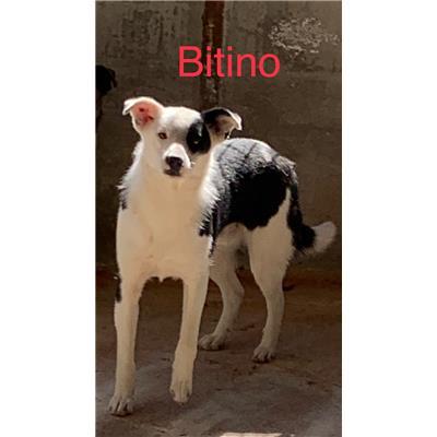 Comune di  Casali del Manco - Cane - Microchip 380260044282050