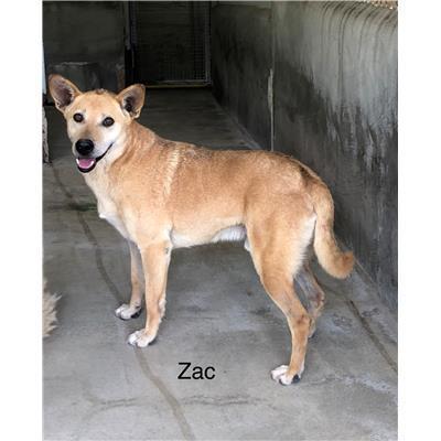 Comune di  DIAMANTE - Cane - Microchip 380260004059870