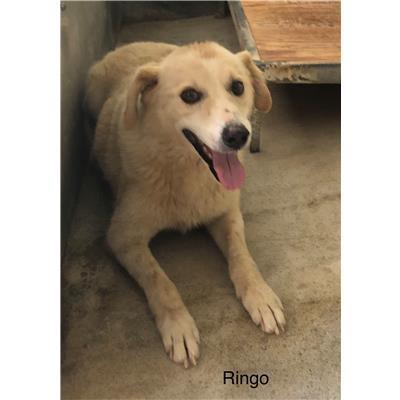 Comune di  DIAMANTE - Cane - Microchip 380260042337970