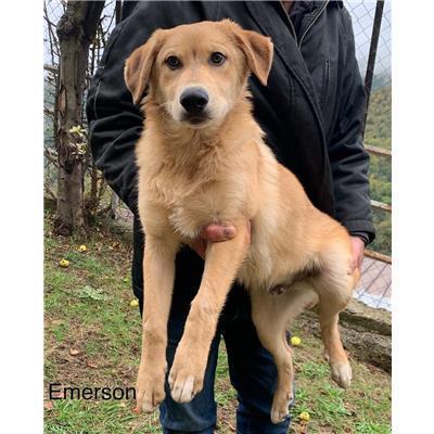 Comune di  DIAMANTE - Cane - Microchip 380260044286719