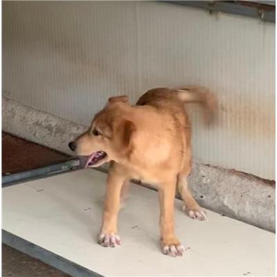 Comune di  DIAMANTE - Cane - Microchip 380260044286549