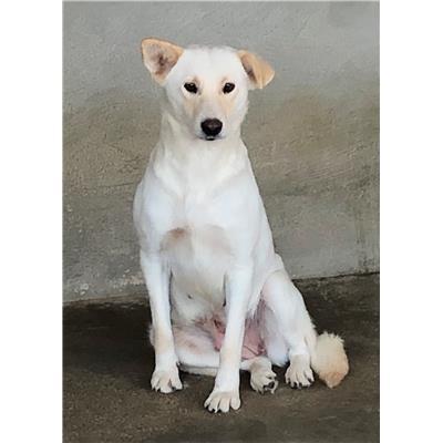 Comune di  SAN VINCENZO LA COSTA - Cane - Microchip 380260044718027