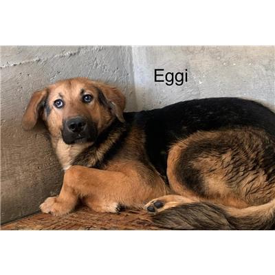 Comune di  SAN VINCENZO LA COSTA - Cane - Microchip 380260044717818