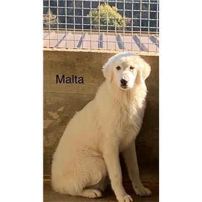 Comune di  Casali del Manco - Cane - Microchip 380260044287141