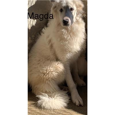 Comune di  Casali del Manco - Cane - Microchip 380260044287021