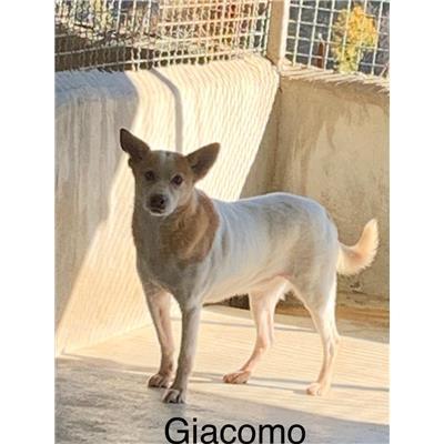 Comune di  LUZZI - Cane - Microchip 380260004059298