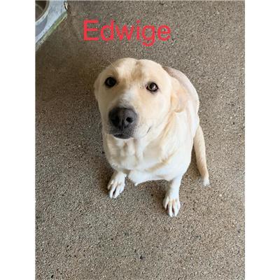 Comune di  LUZZI - Cane - Microchip 380260044286845