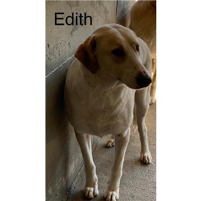 Comune di  LUZZI - Cane - Microchip 380260044286708