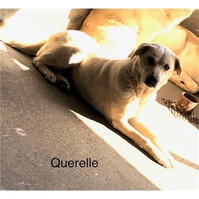 Comune di  LUZZI - Cane - Microchip 380260044251815