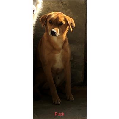 Comune di  APRIGLIANO - Cane - Microchip 380260044253428