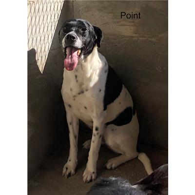 Comune di  APRIGLIANO - Cane - Microchip 380260044283134