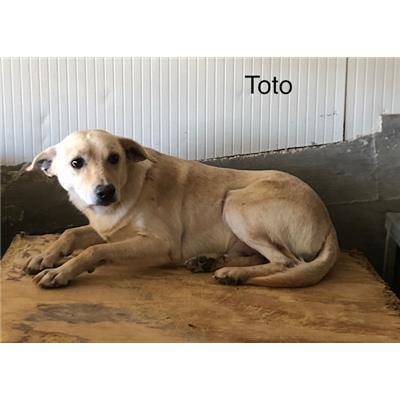 Comune di  LUZZI - Cane - Microchip 380260044253468