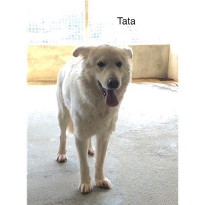 Comune di  LUZZI - Cane - Microchip 380260044251736