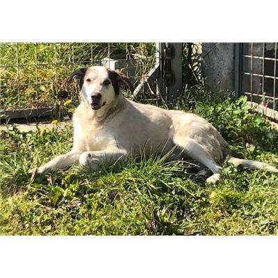 Comune di  ROVITO - Cane - Microchip 380260044253485