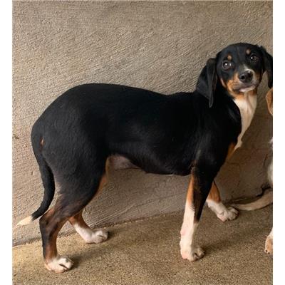 Comune di  MANGONE - Cane - Microchip 380260044251652