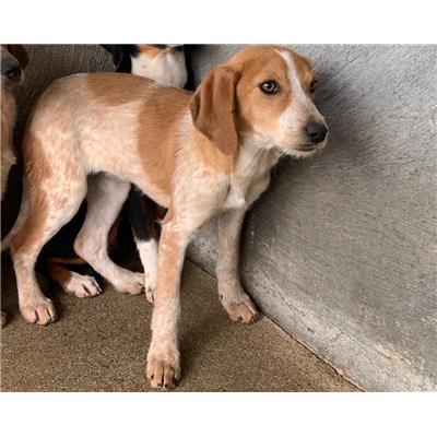 Comune di  MANGONE - Cane - Microchip 380260044252021