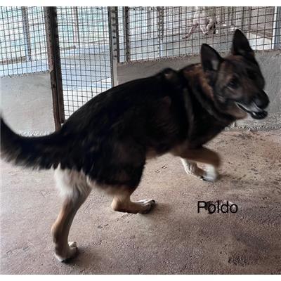 Comune di  SAN FILI - Cane - Microchip 380260044834925
