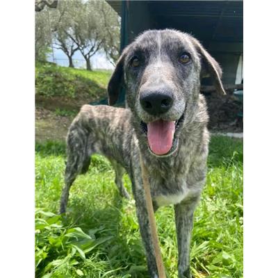 Comune di  SAN GIOVANNI IN FIORE - Cane - Microchip 380260044834484