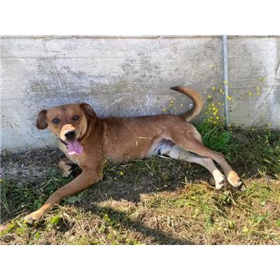 Comune di  DIPIGNANO - Cane - Microchip 380260044834695