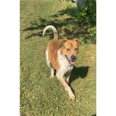 Comune di  PEDIVIGLIANO - Cane - Microchip 380260044834857