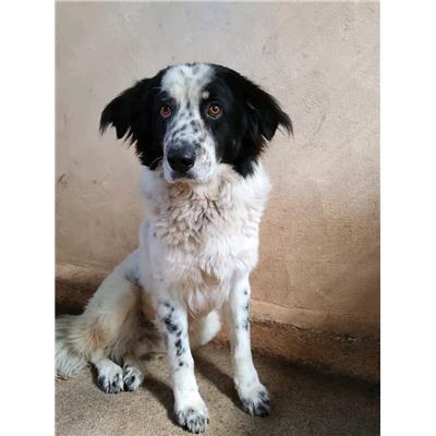 Comune di  ROVITO - Cane - Microchip 380260044834549
