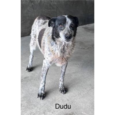 Comune di  SAN FILI - Cane - Microchip 380260042332510
