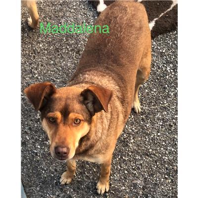 Comune di  MENDICINO - Cane - Microchip 380260042594212