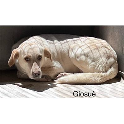 Comune di  LUZZI - Cane - Microchip 380260170280074