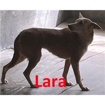 Comune di  DIAMANTE - Cane - Microchip 380260170279845
