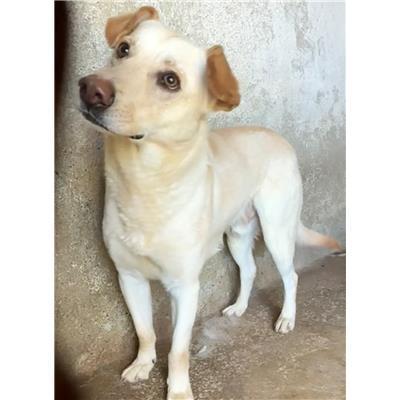 Comune di  Casali del Manco - Cane - Microchip 380260170280470