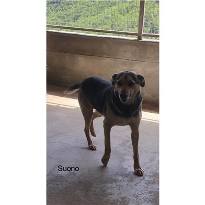 Comune di  LUZZI - Cane - Microchip 380260010289035
