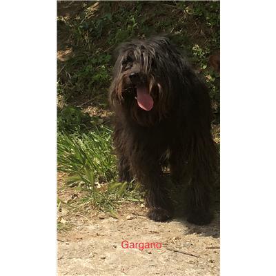 Comune di  ACRI - 380260010177791