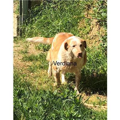 Comune di  LUZZI - Cane - Microchip 380260040370181
