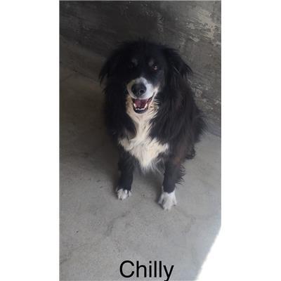 Comune di  LUZZI - 380260040404061