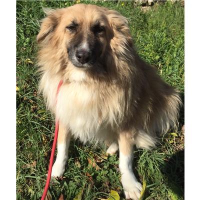 Comune di  MONTALTO UFFUGO - 380260040460940