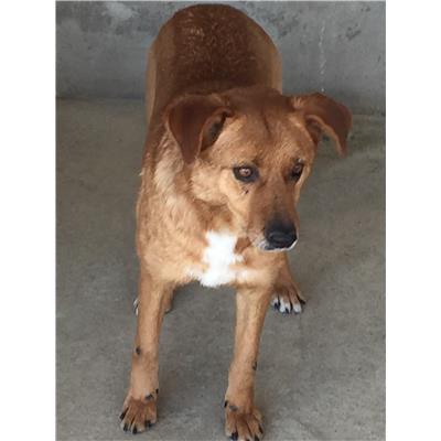 Comune di  ROVITO - 380260010185674